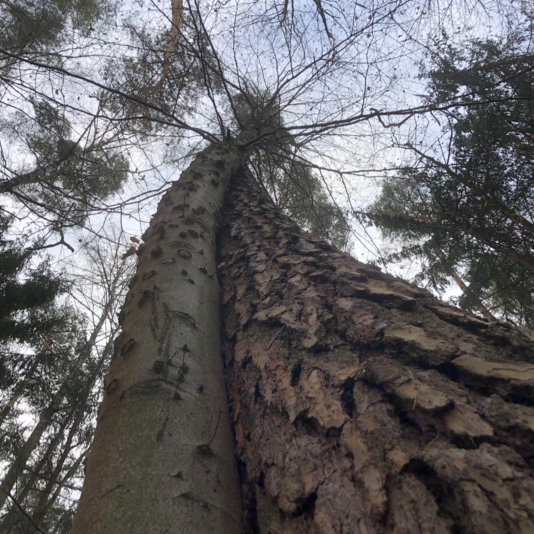 Zwei Bäume umschlungen in den Himmel wachsend