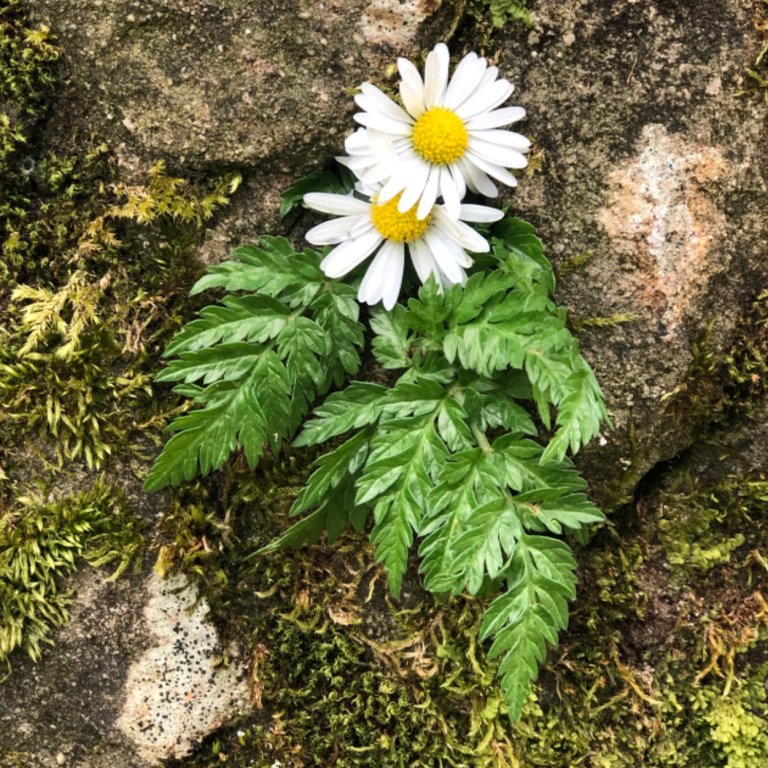 Naturmandala aus Blumen auf Stein