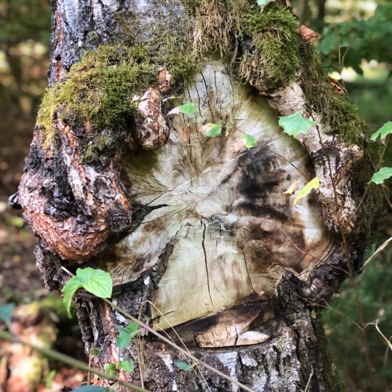 Baum mit abgeschnittenen Ast, um das die Rinde wieder herum wächst