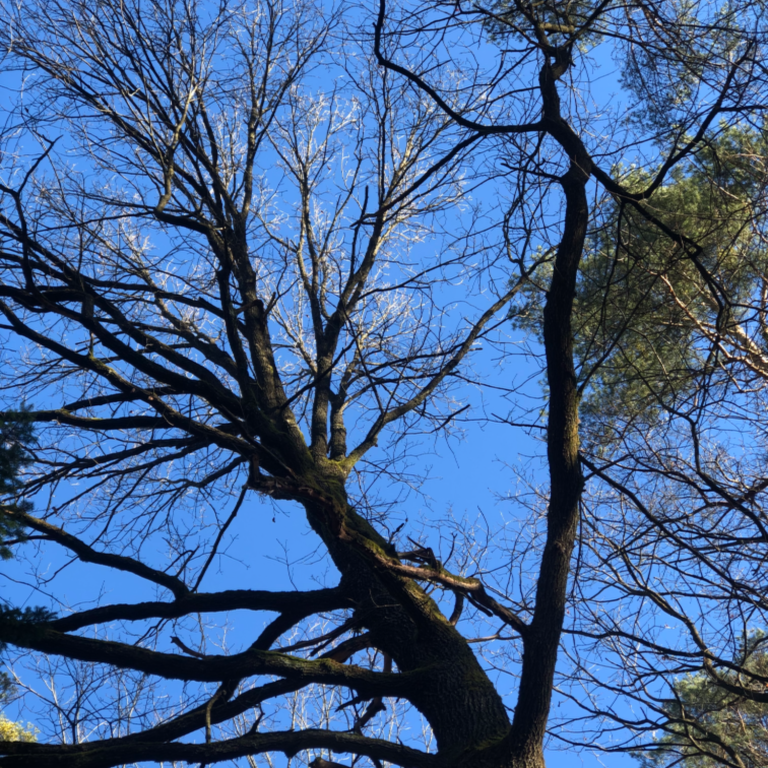 Baumwipfel vor blauen Himmel